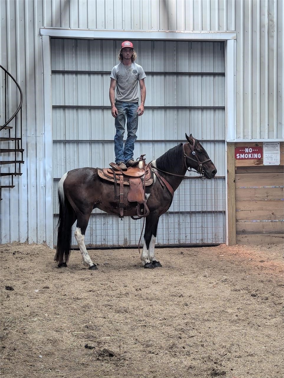 American Made Livestock Market RIDING HORSE SPECIAL