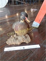 Mounted Duck Taxidermy