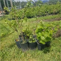 Grape plants, 10 wine grape starts, 2 yr old