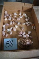 Sea Shells