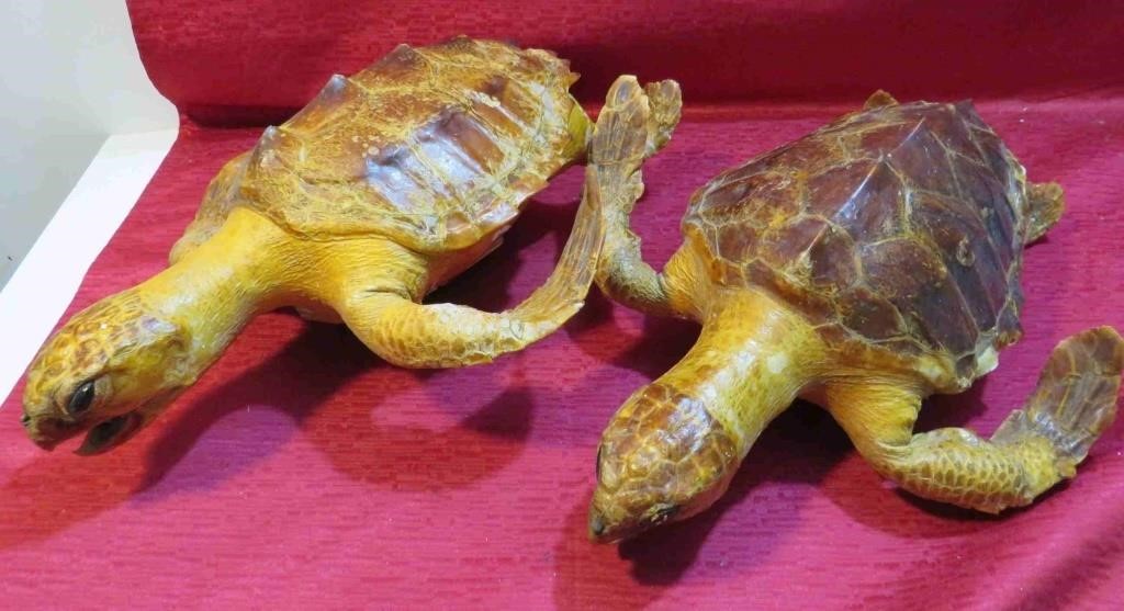 Pair of Stuffed Turltes Taxidermy No US Shipping
