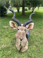 African Kudu Mount