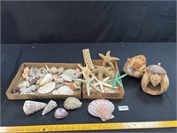 Sea Shells, Starfish, Coconut Monkeys