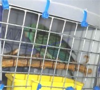 Lionated Parakeet - Unsexed - 1 Yr Old