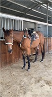 (VIC) FLICK - THOROUGHBRED GELDING