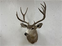 8pt Mule Deer Shoulder Mount w/ Brow Tines