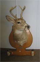 Eight point white tail shoulder mount with hoofs