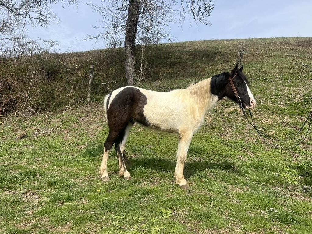 Peanut - 4 YO Spotted Gaited Pony Gelding