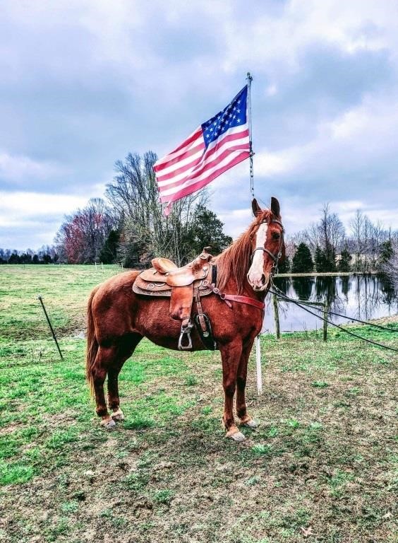 Red - 12 YO Sorrel TWH Mare