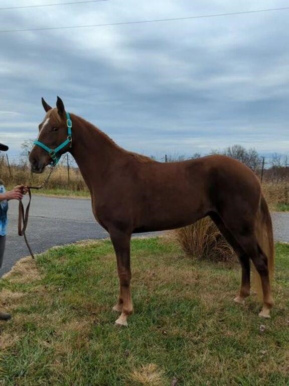 Cowboy - Coming 3 YO Sorrel TWH Gelding