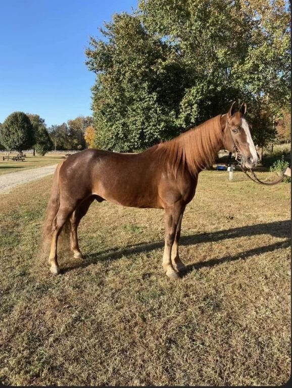 Rocky - 12 YO Sorrel TWH Gelding