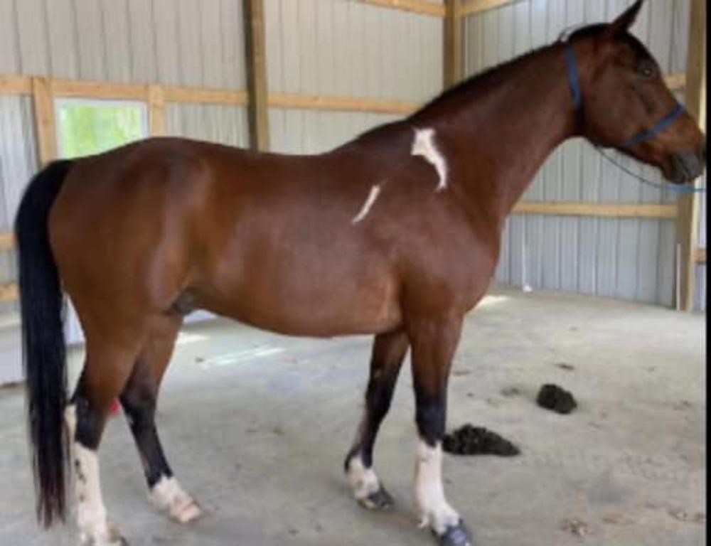 Noodles - 11 YO Bay & White SSH Gelding