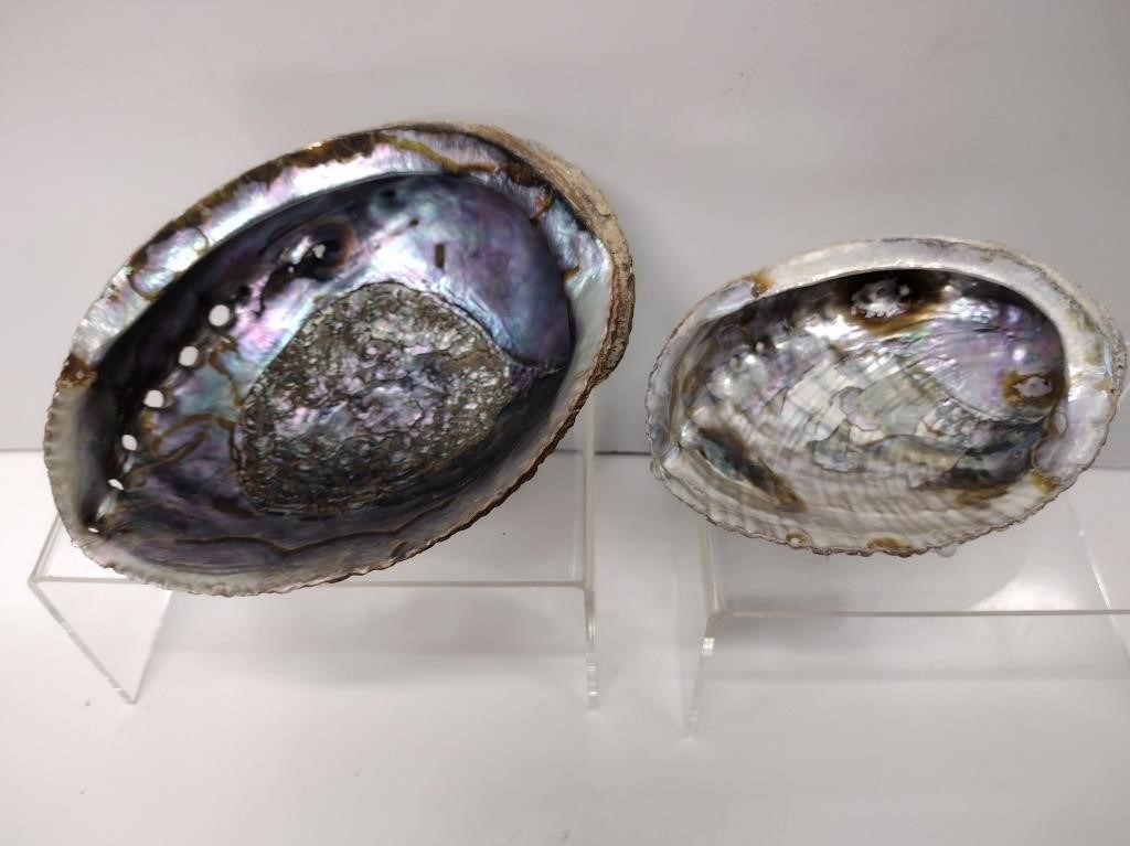 Abalone Shells