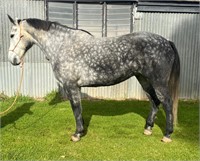 (VIC) MACEY - PERCHERON X TB MARE