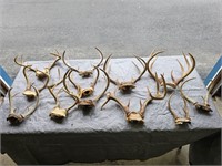 Whitetail deer antlers