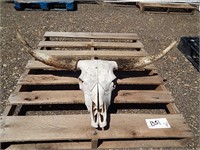 Long horn skull