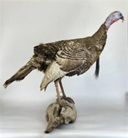 Mounted Taxidermy Turkey on Driftwood