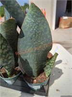 Sansevieria zeylanica