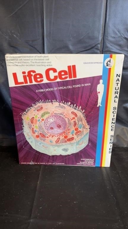 Life Cell, A Model Of Typical Cell Found In Man