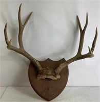 Deer Horn Mount