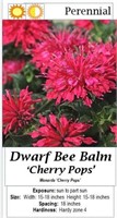 BEE BALM RED CHERRY POPS