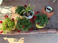 4 Potted Red Germaniums ++