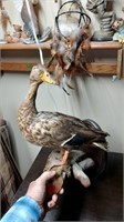 Rouen duck  mount