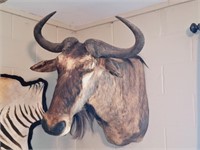 S Africa Taxidermy Red Wildebeest Shoulder Mount