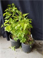 Two salmonberry plants 2 ft