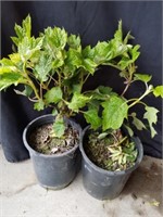 2 Oak Leaf hydrangeas in 7-in pots