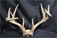 White tail rack 10 pointer thick beams