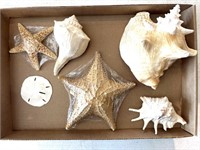 Seashells, Sea Stars, and Sand Dollar