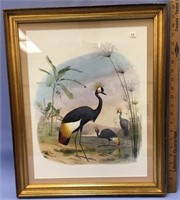 Framed picture of a crowned crane by Edward Travie