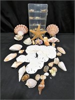 Collection of Sea Shells