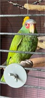 Male-White Fronted Amazon Parrot-Hand tame