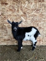 Buckling-Nigerian Buckling Goat- Super Friendly,