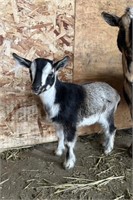 Buckling-Registered Nigerian Goat-Disbudded, intac