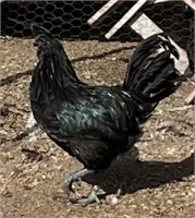 Rooster-Ayam Cemani-1 year old