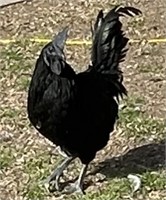 Rooster-Ayam Cemani-1 year old