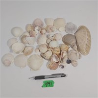 Box of sea shells