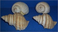 seashells lot