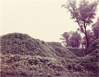 William Christenberry (Am., b. 1936), "Kudzu..."