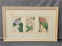 Botanical Triptych Prints Framed / Matted