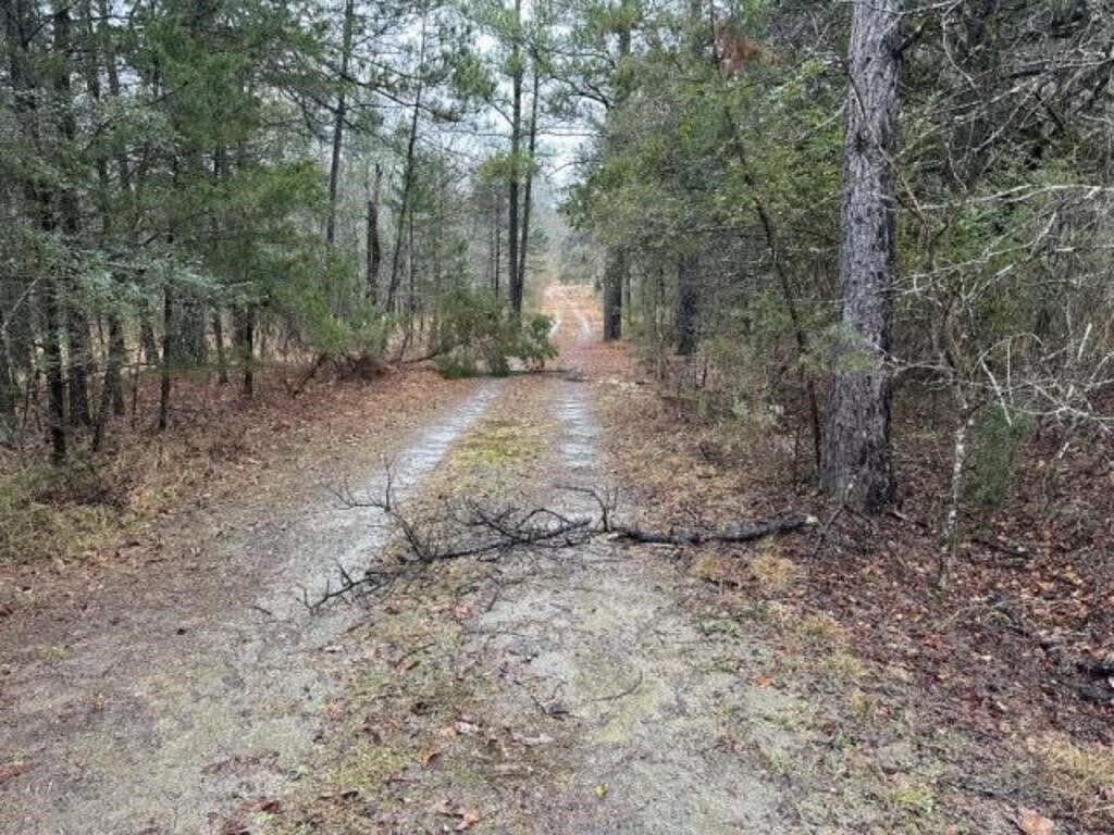 20 ACRES TIMBER LAND & 10 ACRES OF WOODED LAND