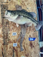 10+ lbs Bass Mounted to Drift Wood