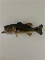 Large Mouth bass fish Mount