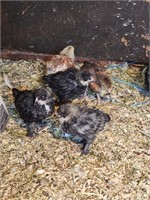 5 Unsexed-Barnyard Assorted Chicks