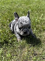 Female#2-French Bulldog Puppy-04/09/2024