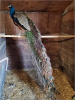 Male-India Blue Peacock-5years, 5 foot tail