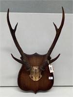 Mounted Deer Antlers H700mm